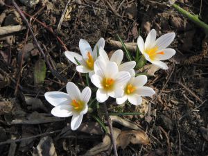 Crocus versicolor 'Picturatus'