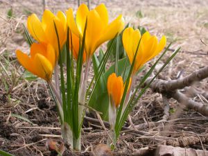 Crocus vernus 'Yellow Mammouth'