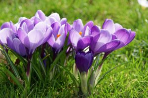 Crocus vernus 'Remembrance'