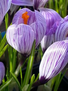 Crocus vernus 'Pickwick'