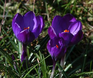 Crocus vernus 'Negro Boy'