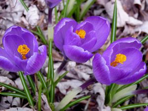 Crocus vernus 'Grand Maitre'