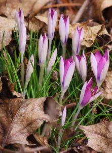 Crocus tommasinianus  'Roseus'