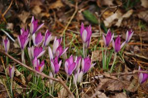 Crocus tommasinianus  'Roseus'