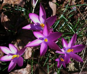 Crocus tommasinianus  'Roseus'