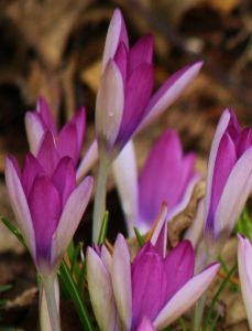 Crocus tommasinianus  'Roseus'