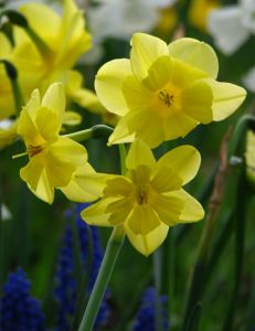 Narcissus jonquilla 'Tripartite'