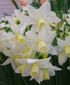 Narcissus jonquilla 'Toto'