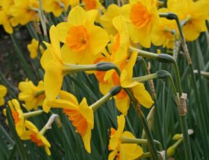 Narcissus jonquilla 'Suzy'