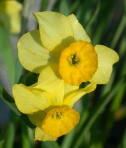 Narcissus jonquilla 'sundial'