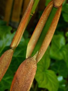 Bambusa fargesia robusta 'Wolong'