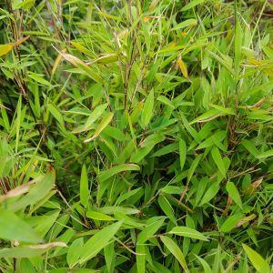 Bambusa fargesia nitida 'Volcano'