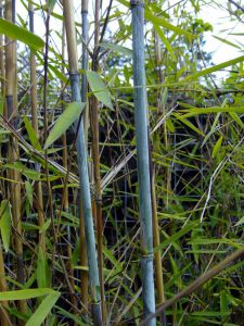 Bambusa fargesia nitida 'Gansu'