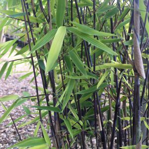 Bambusa fargesia nitida 'Black Pearl'