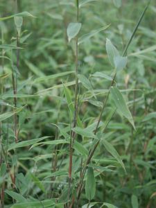 Bambusa fargesia murielae 'Hutu'