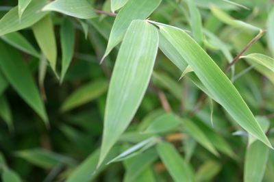 Bambusa fargesia 'Red Zebra'