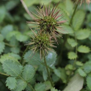 Acaena buchananii