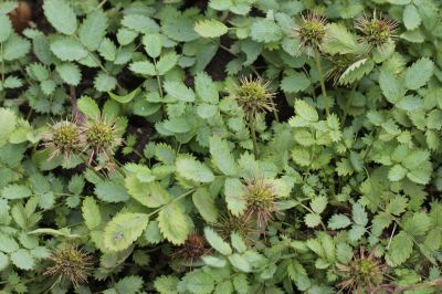 Acaena buchananii