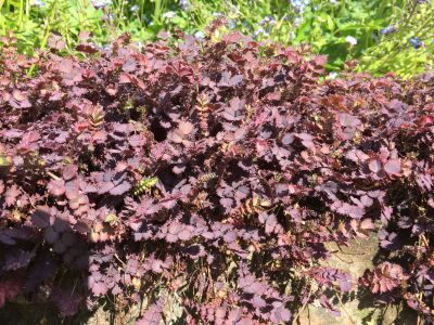 Acaena inermis 'Purpurea'