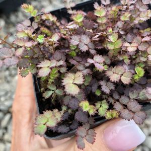 Acaena inermis 'Purpurea'