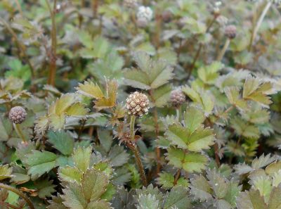 Acaena microphylla