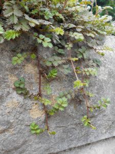 Acaena microphylla
