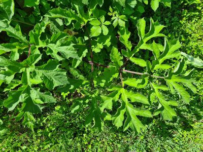 Heracleum sphondylium