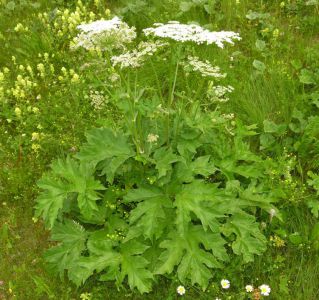 Heracleum sphondylium