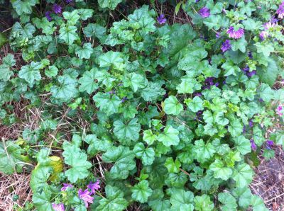 Malva sylvestris