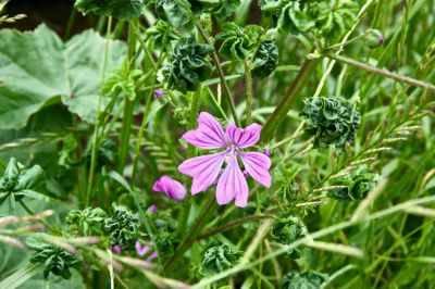 Malva sylvestris