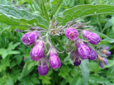 Symphytum officinalis