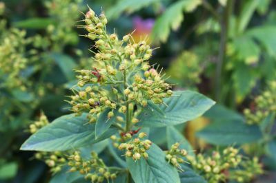 Lysimachia vulgaris