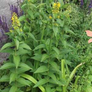 Lysimachia vulgaris