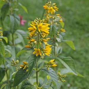 Lysimachia vulgaris