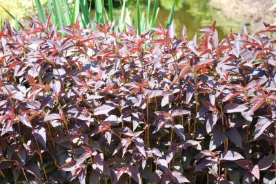 Lysimachia ciliata 'Firecracker'