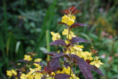 Lysimachia ciliata 'Firecracker'