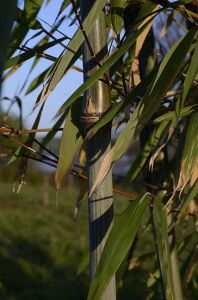 Bambusa fargesia 'papyrifera'