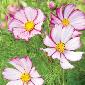 Cosmos bipinnatus 'Sensation Picotée'