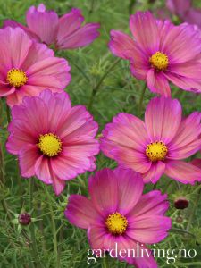 Cosmos bipinnatus 'Xsenia'