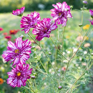 Cosmos bipenné