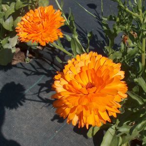 Calendula officinalis 'Ball’s Orange'