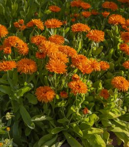 Calendula officinalis 'Calexis Orange'