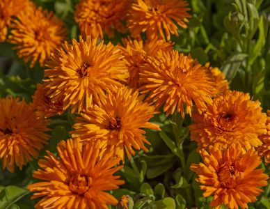 Calendula officinalis 'Calexis Orange'