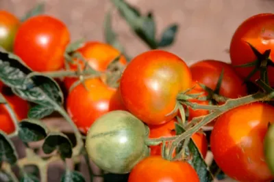 Tomate 'Ailsa Craig'