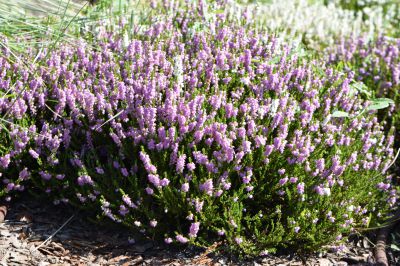 Calluna vulgaris