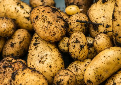 Pommes de terre 'Charlotte'