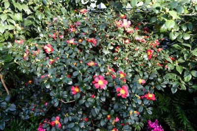Camellia sasanqua 'Yuletide'