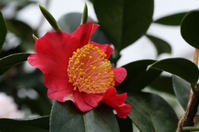 Camellia sasanqua 'Yuletide'