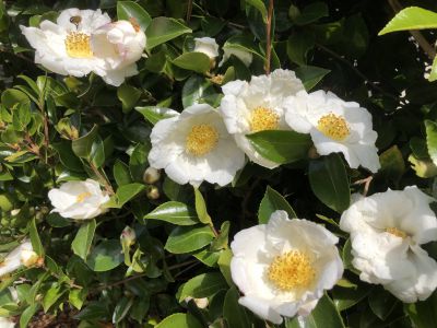 Camellia sasanqua 'Setsugekka'