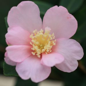 Camellia sasanqua 'Plantation Pink'